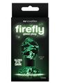 Firefly Glass Plug Butt Plug